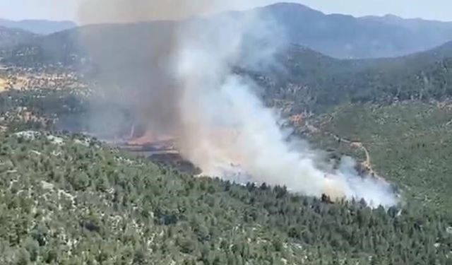 Son Dakika! Antalya'da orman yangını