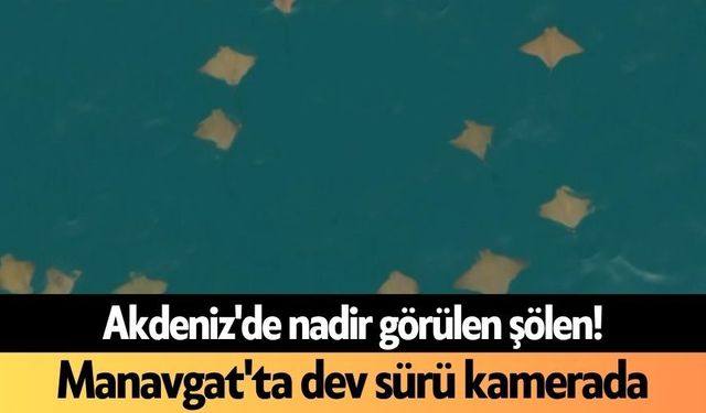 Akdeniz'de nadir görülen şölen! Manavgat'ta dev sürü kamerada