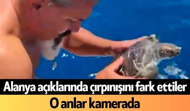 Alanya açıklarında çırpınışını fark ettiler: O anlar kamerada