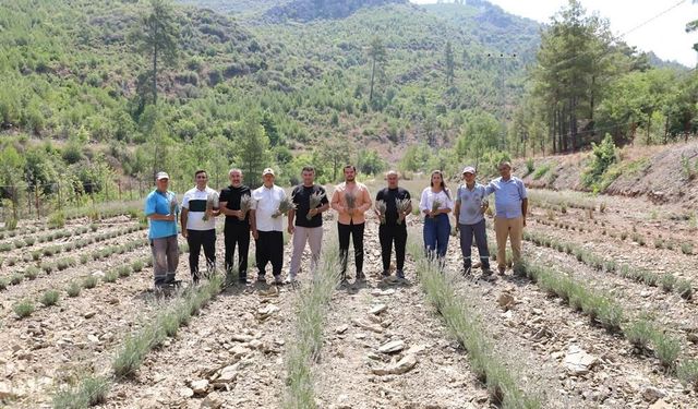 Alanya'da ilk lavanta hasadı yapıldı