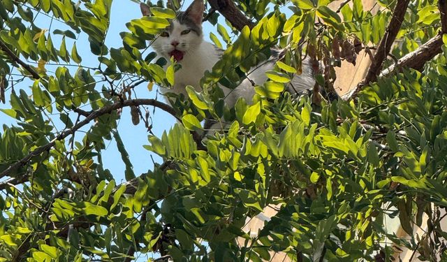 Alanya'da ağaçta kalan kediyi belediye ekipleri kurtardı