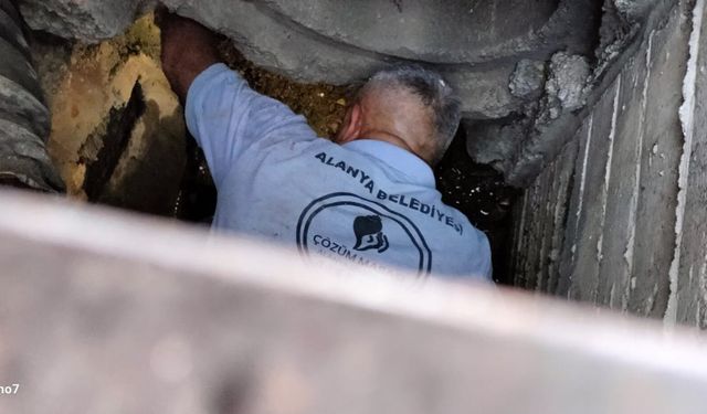 Alanya’da rögar giderine düşen kedi kurtarıldı