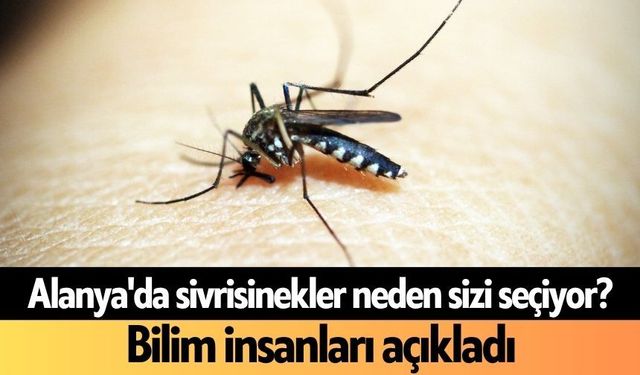 Alanya'da sivrisinekler neden sizi seçiyor? Bilim insanları açıkladı