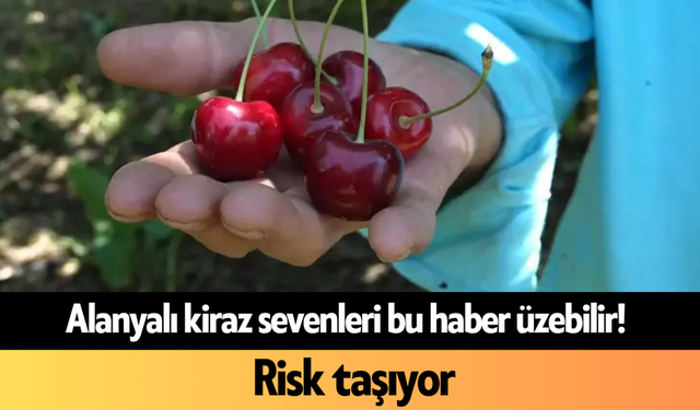 Alanyalı kiraz sevenleri bu haber üzebilir! Risk taşıyor