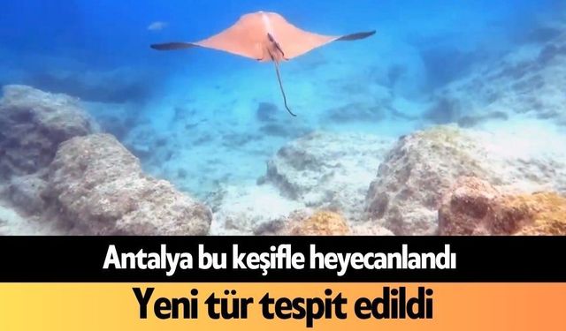 Antalya bu keşifle heyecanlandı: Yeni tür tespit edildi