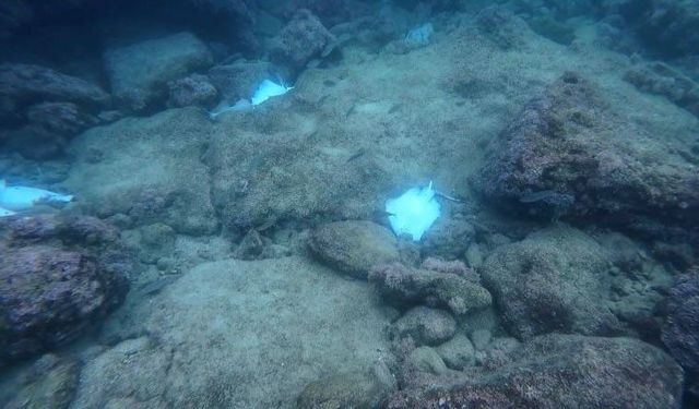 Antalya denizinde görenler şok oldu! Neler oluyor?