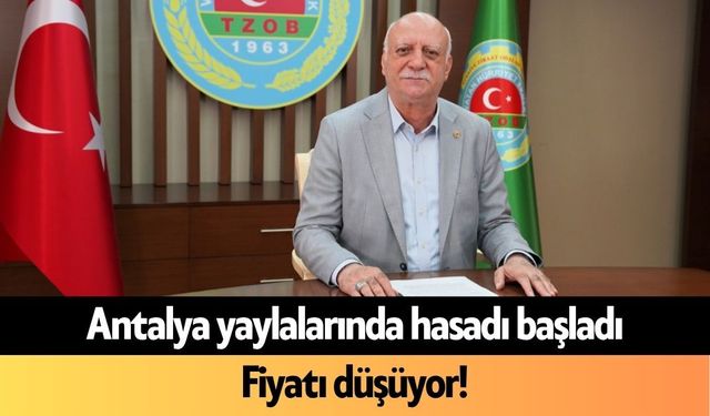 Antalya yaylalarında hasadı başladı: Fiyatı düşüyor!