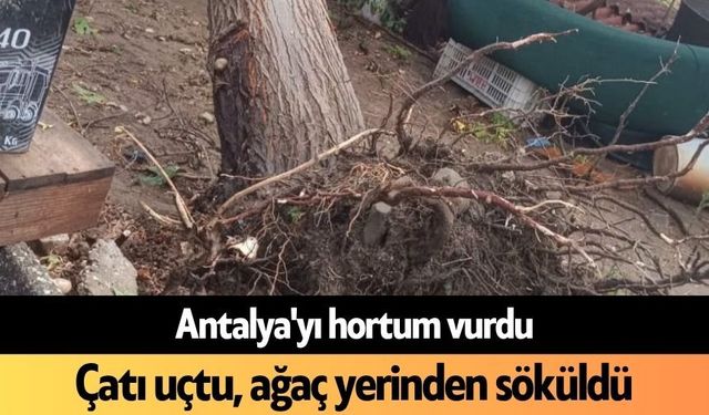 Antalya'yı hortum vurdu: Çatı uçtu, ağaç yerinden söküldü