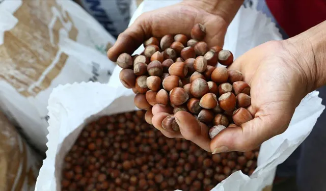 Fındık alımları ne zaman başlayacak, alım fiyatı ne kadar?