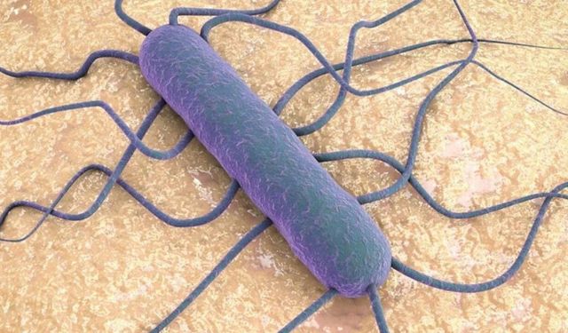 Listeria bakterisi hangi besinlerde bulunur, belirtileri nelerdir?