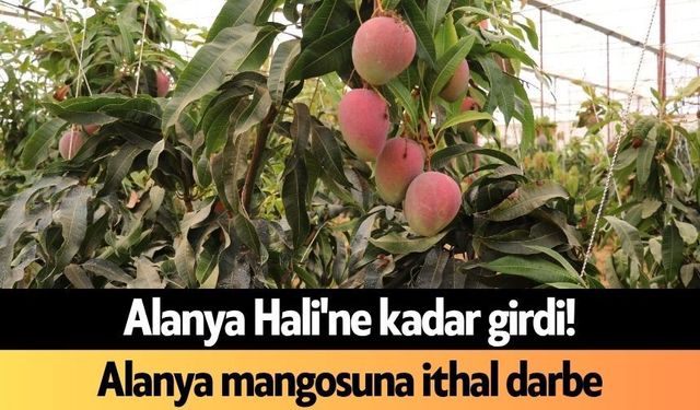 Alanya Hali'ne kadar girdi! Alanya mangosuna ithal darbe