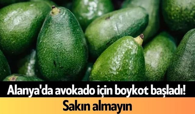 Alanya'da avokado için boykot başladı! Sakın almayın