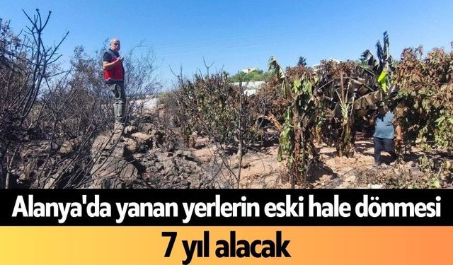 Alanya'da yanan yerlerin eski hale dönmesi 7 yıl alacak
