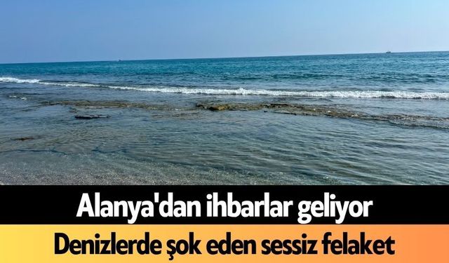 Alanya'dan ihbarlar geliyor: Denizlerde şok eden sessiz felaket