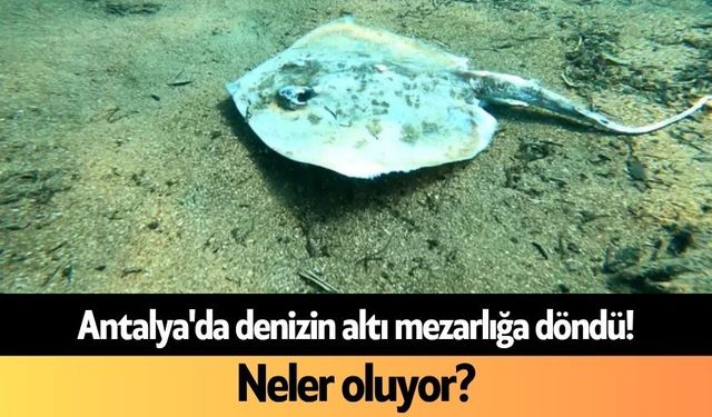Antalya'da denizin altı mezarlığa döndü! Neler oluyor?