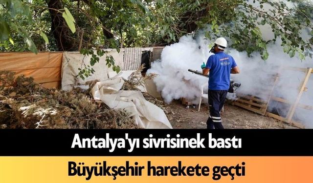 Antalya'yı sivrisinek bastı: Büyükşehir harekete geçti