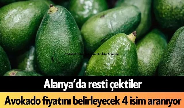 Alanya’da resti çektiler!  Avokado fiyatını belirleyecek 4 isim aranıyor