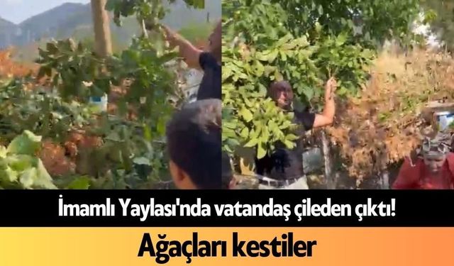 İmamlı Yaylası'nda vatandaş çileden çıktı! Ağaçları kestiler