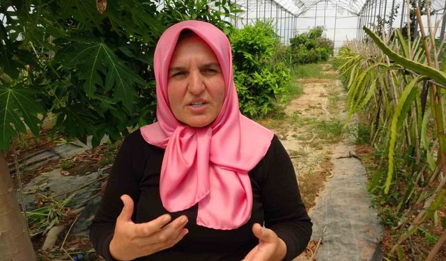 Manavgat’ta tropikal meyve müzesi