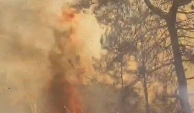 Son dakika! Alanya'nın Tepe Mahallesi'nde orman yangını çıktı