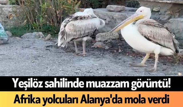 Yeşilöz sahilinde muazzam görüntü! Afrika yolcuları Alanya'da mola verdi