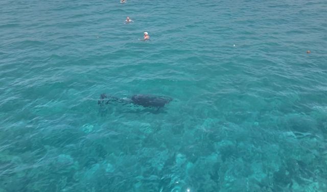 Alanya yunuslardan görsel şölen