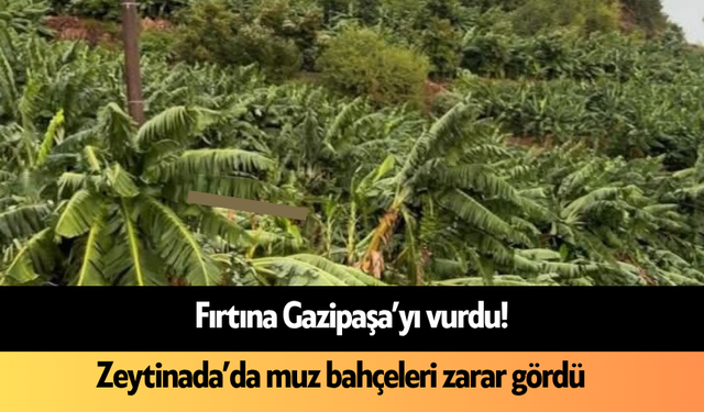 Fırtına Gazipaşa’yı vurdu! Zeytinada’da muz bahçeleri zarar gördü