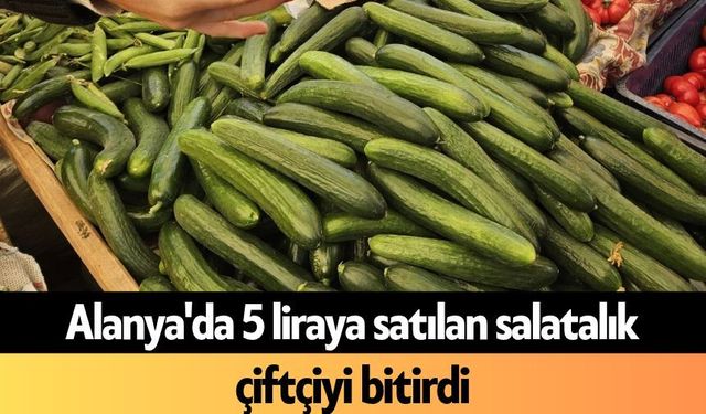 Alanya'da 5 liraya satılan salatalık çiftçiyi bitirdi