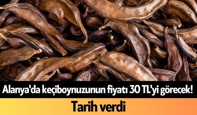 Alanya'da keçiboynuzunun fiyatı 30 TL'yi görecek