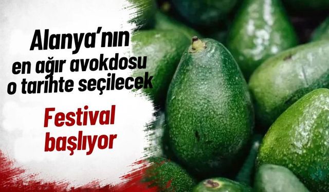 Alanya'nın en ağır avokdosu o tarihte seçilecek: Festival başlıyor