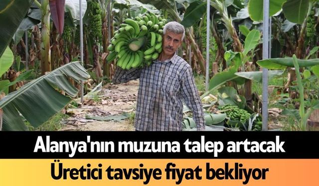 Alanya'nın muzuna talep artacak: Üretici tavsiye fiyat bekliyor