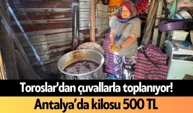 Toroslar'dan çuvallarla toplanıyor! Antalya’da kilosu 500 TL