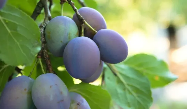 Damson eriği nedir, faydaları neler?
