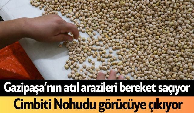 Gazipaşa’nın atıl arazileri bereket saçıyor! Cimbiti Nohudu görücüye çıkıyor