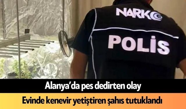 Alanya'da pes dedirten olay! Evinde kenevir yetiştiren şahıs tutuklandı