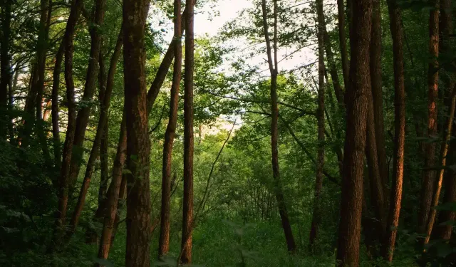KONAKLAMASIZ ORMAN PARKI İHALE