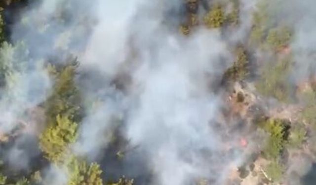 Son dakika! Antalya'da orman yangını çıktı