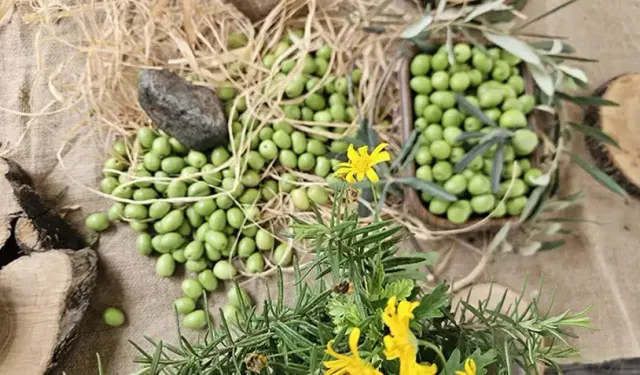 Antalya'da zeytin üreticiyi mutlu edecek mi?