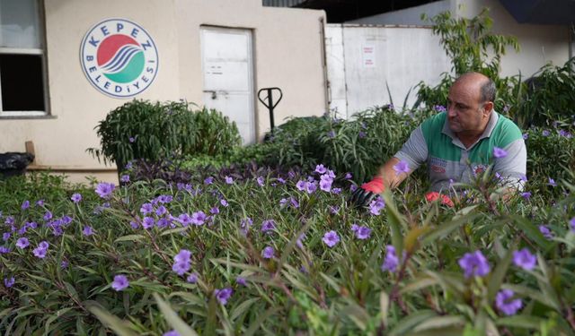 Antalya'nın o ilçe belediyesinin dev tesisinde üretilen çiçekler evlere ve bahçelere yağacak
