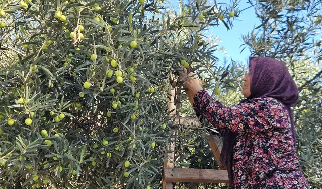 Antalya'da geçen yıl yarım litresi 1.500 TL’ydi! Literatürü sallıyor