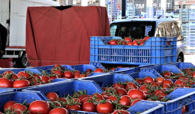 Antalya'da domates azaldı