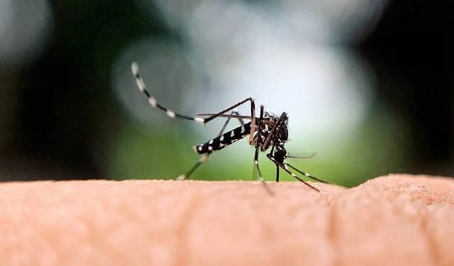 Sivrisineklerden kurtulmak meğer bu kadar kolaymış: İlaç kullanmaya son