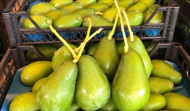 Alanya'da avokado alırken aman dikkat: 200 gramın altındaysa...