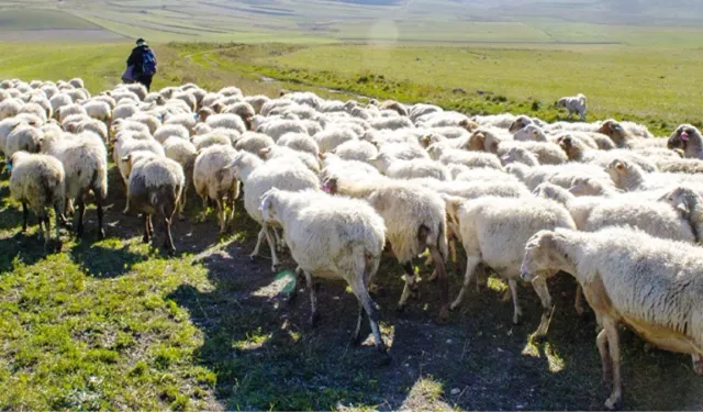 Türkiye Afganistan ile çoban pazarlığına oturdu