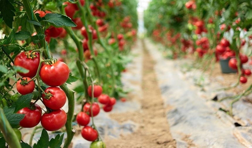 Alanya krizin eşiğinde! Kritik eşik için zaman verildi