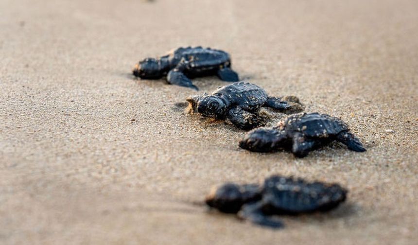 Antalya'dan yolcu edilen caretta carettaların göç yolculuğu bitti