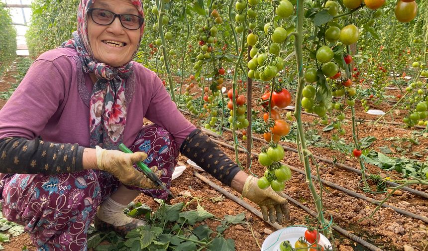 Yıllarca 5 çocuğuna ev temizleyerek baktı! Şimdi 75 yaşında serada çalışıyor