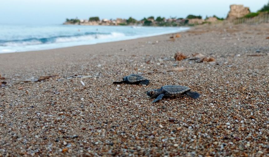 Antalya'da yarım milyon deniz kaplumbağası denile buluştu