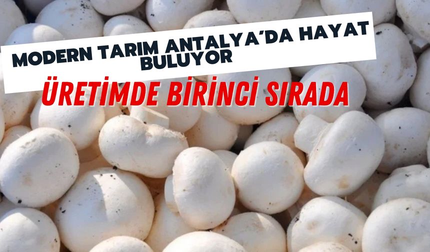 Modern tarım Antalya'da hayat buluyor: Üretimde birinci sırada