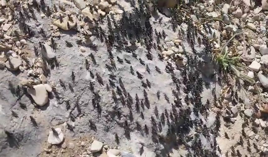 Alanya'nın komşusunda çekirge istilası: Yeşil alanlar yok olma tehdidi altında